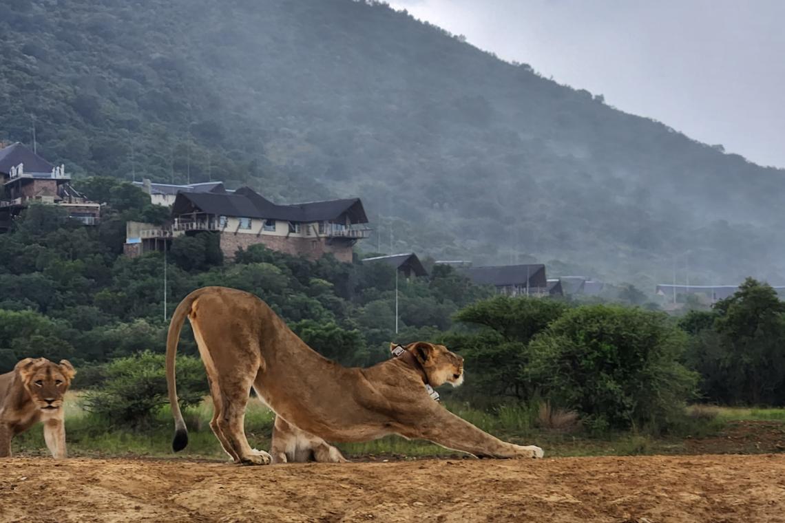 Qwabi private game reserve lions