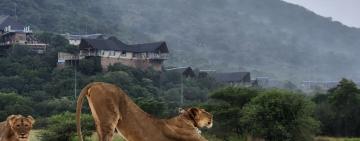 Goodbye Golf Course Plans, Hello Private Game Reserve: The Remarkable Story of Qwabi Reserve