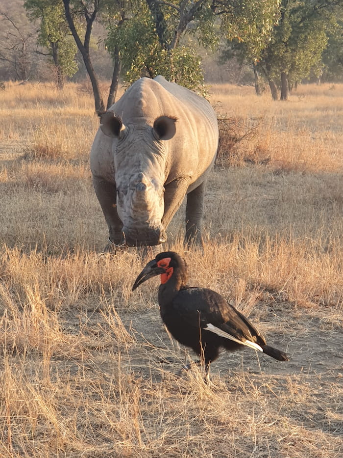 rhino and hornbill at qwabi private reserve