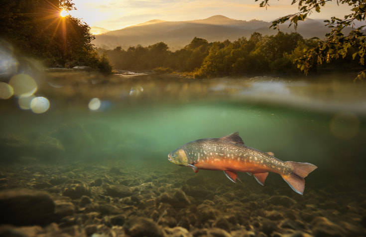 Arctic charr