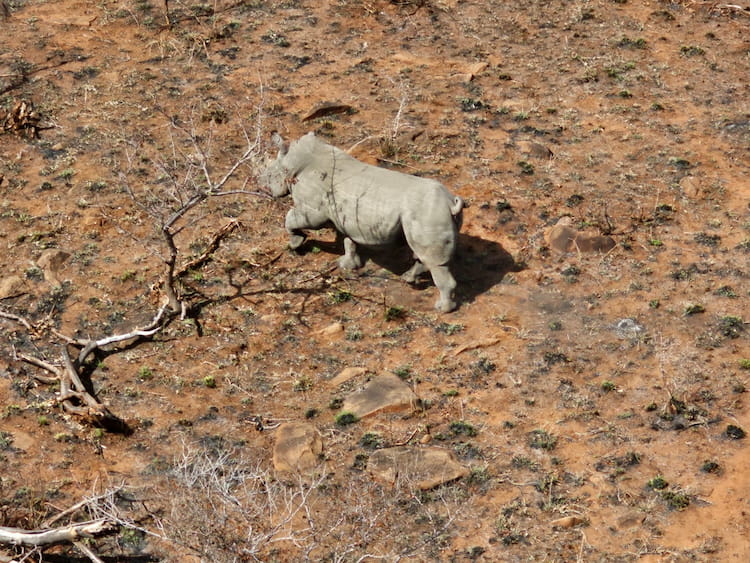 rhino drone image conservation