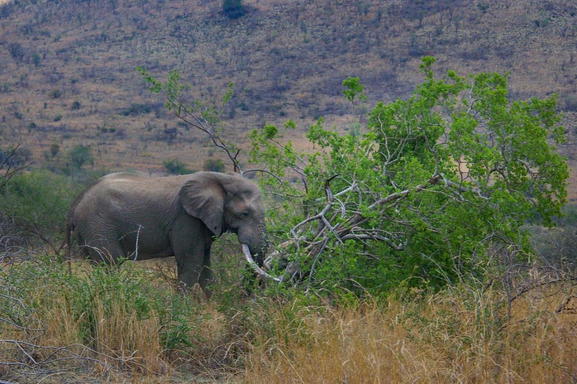 Elephant pushing tree over