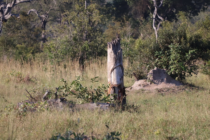 snaped tree elephant protection