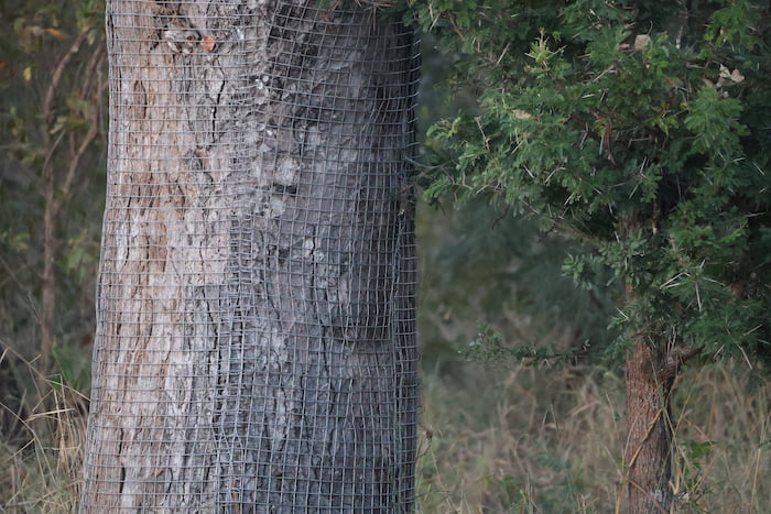mesh tree 