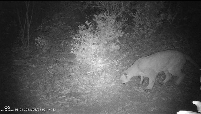 camera trap image puma cougar mountain lion