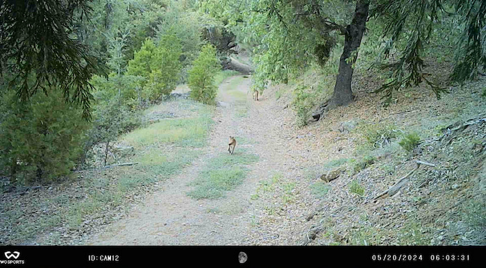 camera trap image puma cougar mountain lion