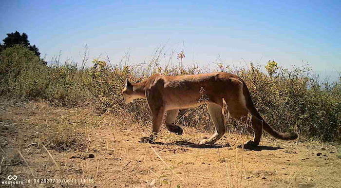 camera trap image puma cougar mountain lion