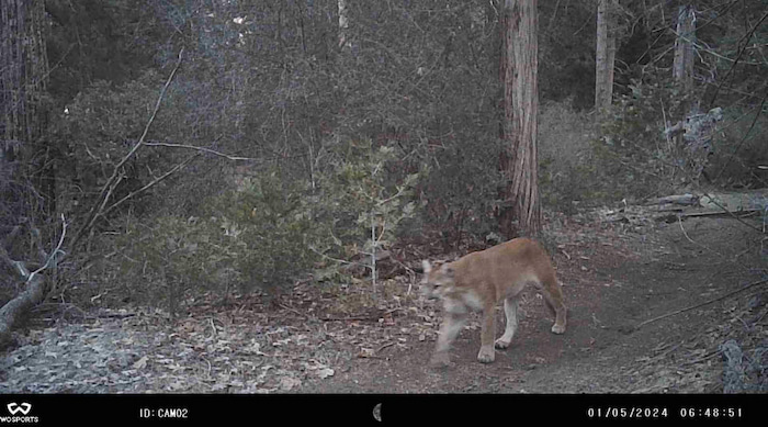 camera trap image puma cougar mountain lion