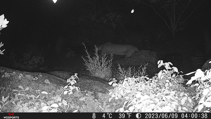 camera trap image puma cougar mountain lion