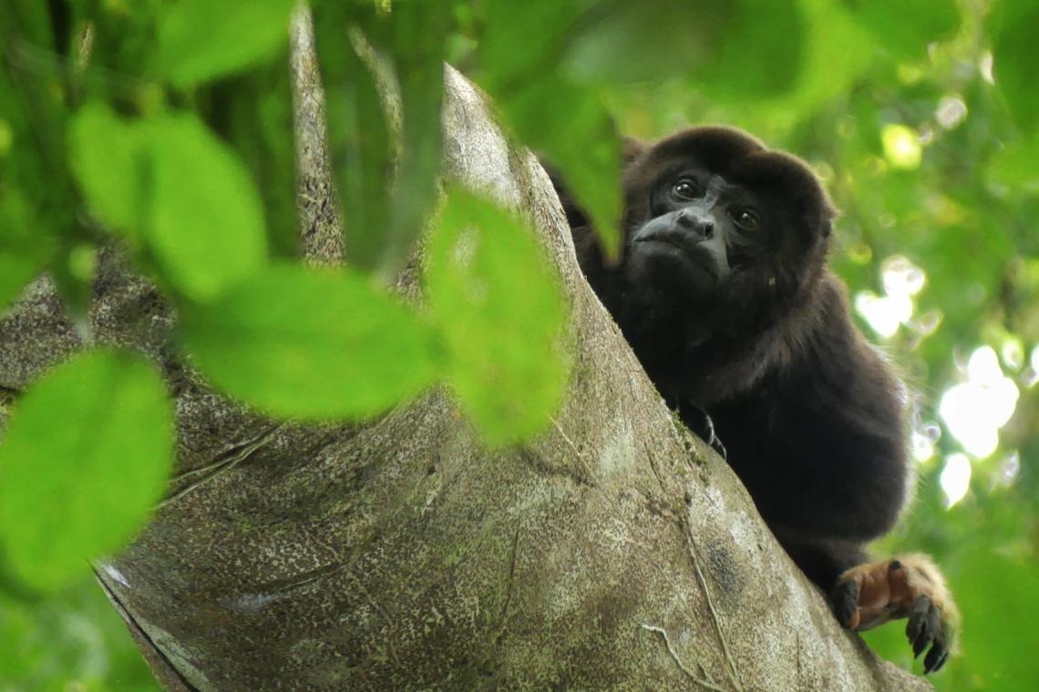 howler monkey in forest