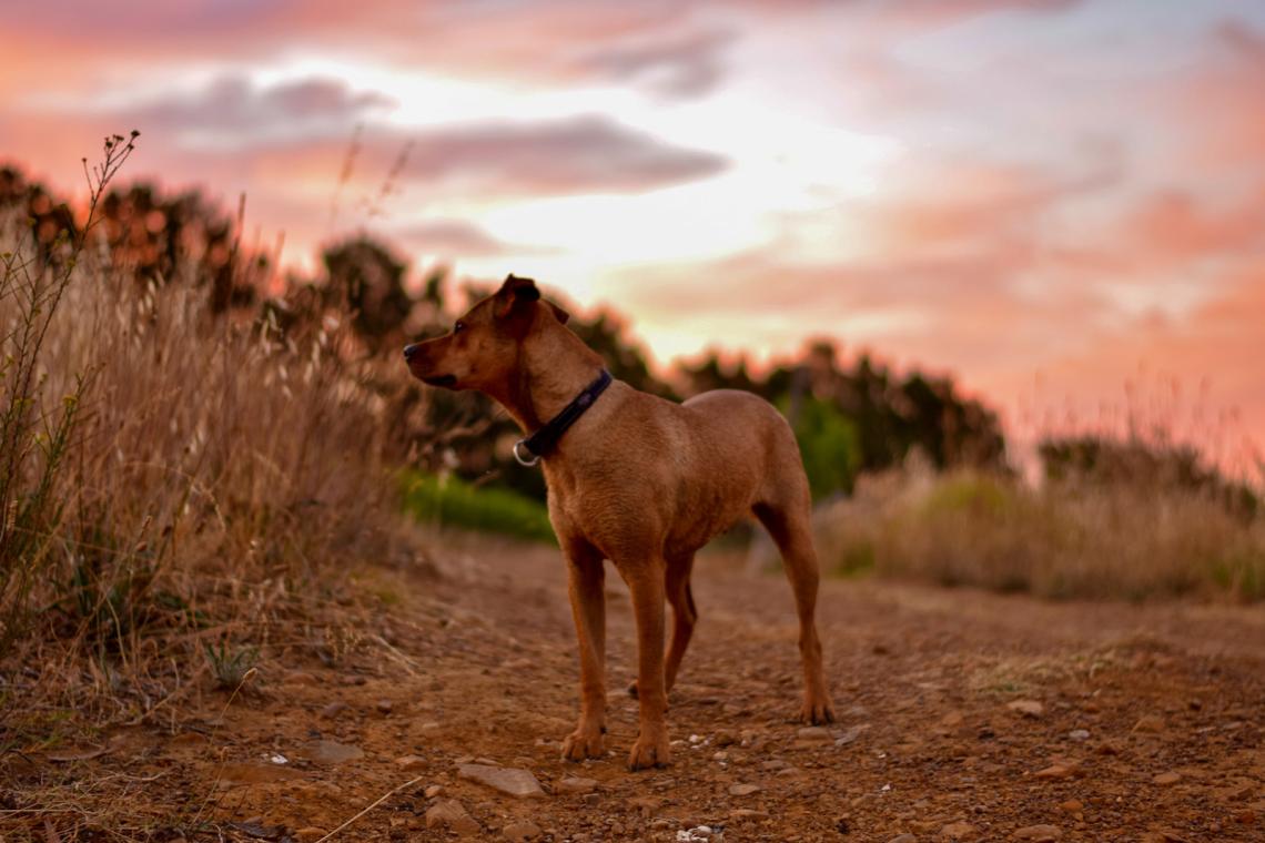 dog pet climate impact 