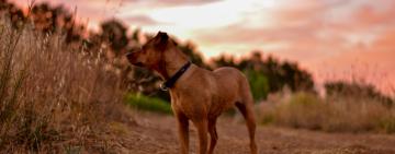 Our Pets and Our Planet: How Cats and Dogs Affect the Environment