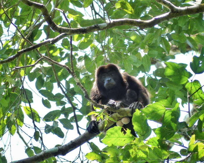 male howler monkey