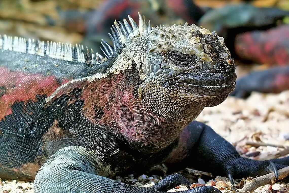 Galapagos Islands Iguana