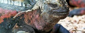 From Idea to Execution: Building a Sustainable Oasis in the Galapagos