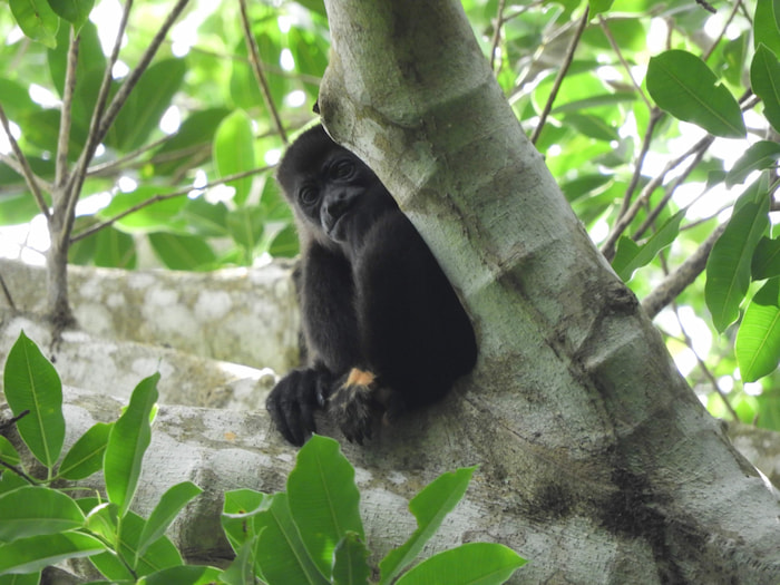 juvenile female howler monkey