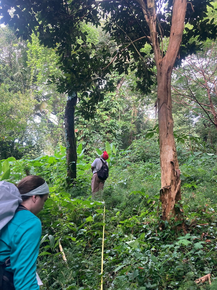tree identification transects