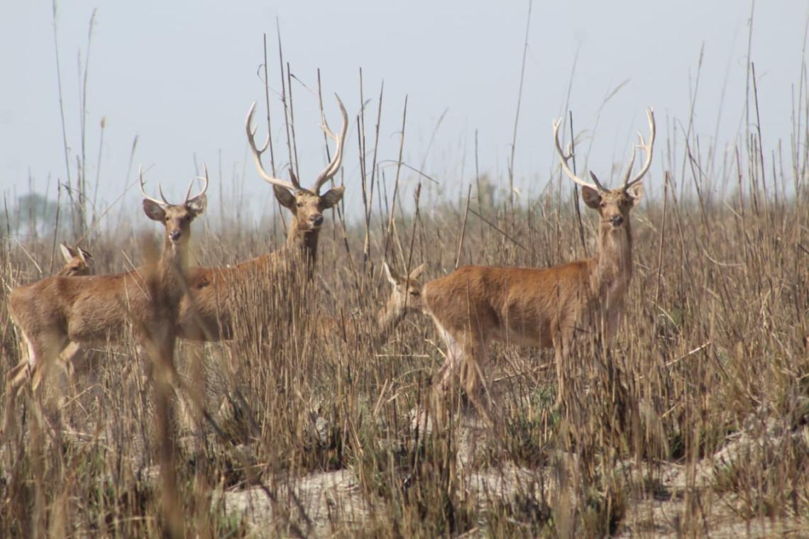 swamp deer barasingha image