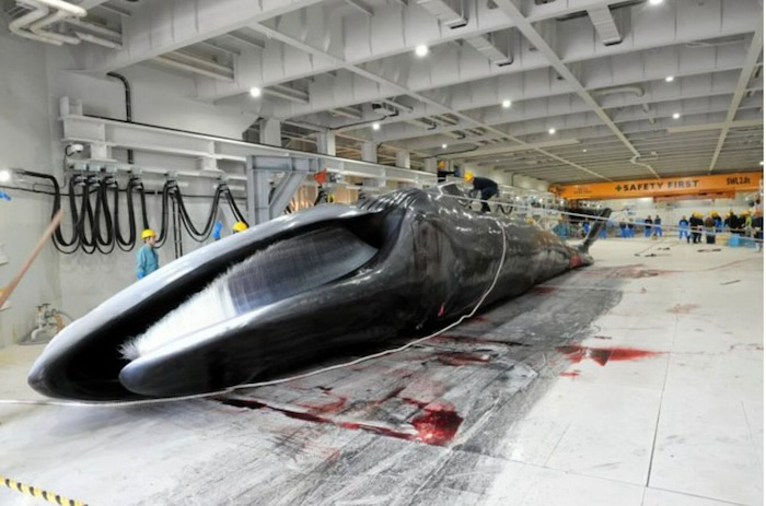 Japan hunting endangered fin whale