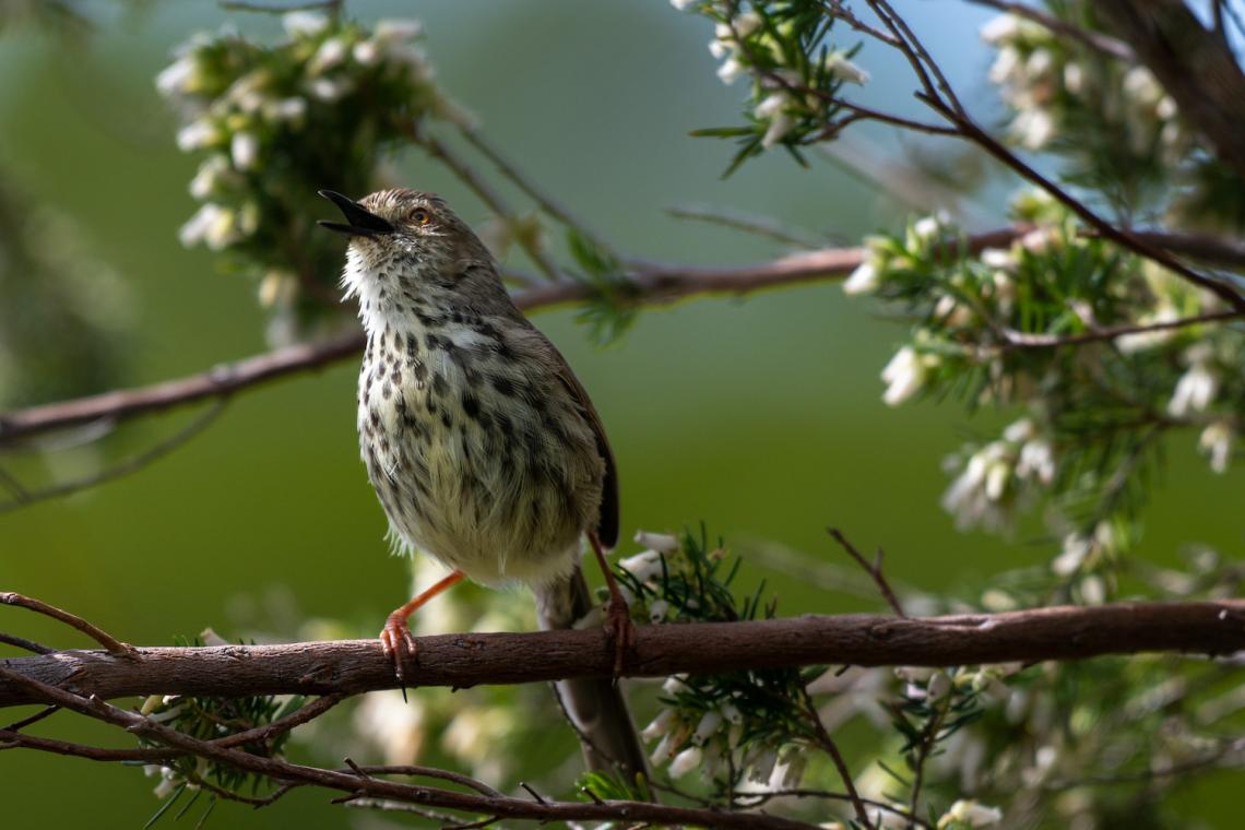 Bird birdsong and human health