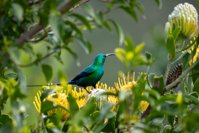 bird kirstenbosch