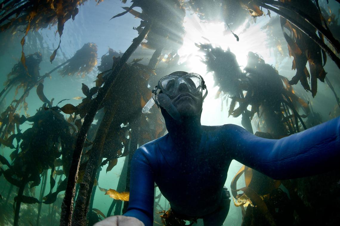 Cape Town Kelp Forest