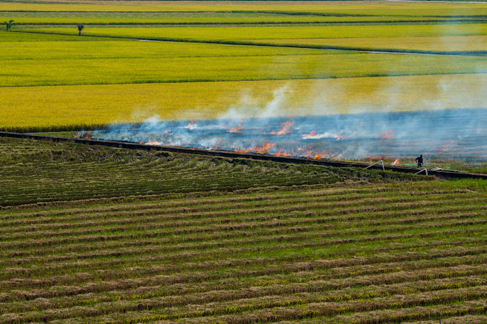 sekinchan rice harvest 