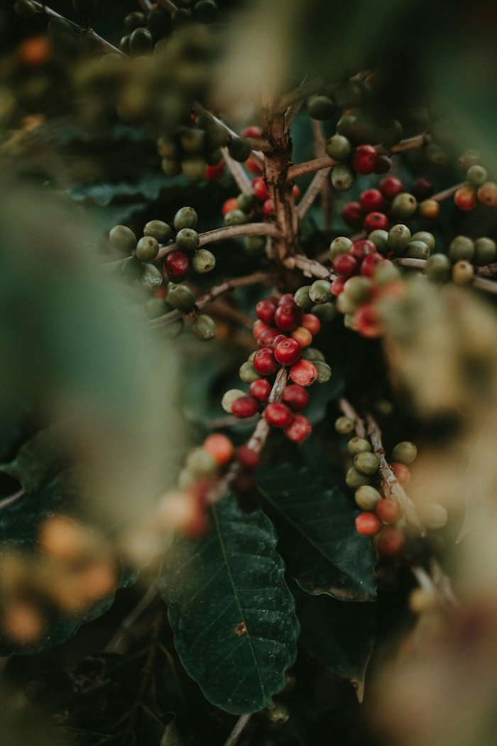 coffee plant in a plantation