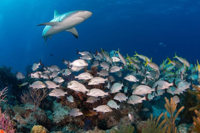 shark reef fishes bahamas tours