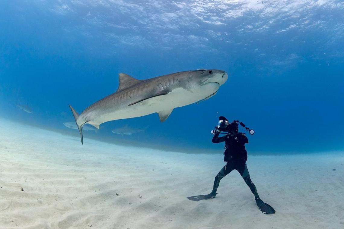 shark diving ocean conservation bahamas