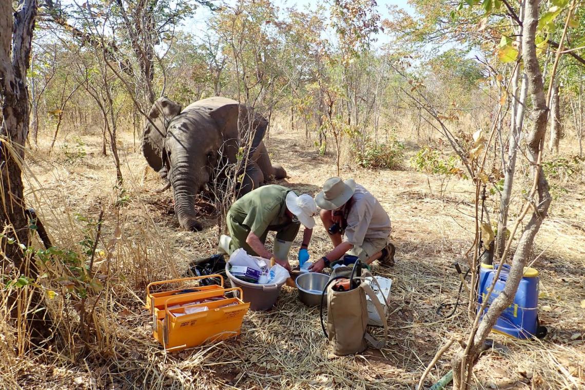 elephant deaths zimbabwe 