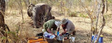 The Hidden Killer: Unveiling the Mystery Behind Zimbabwe's Elephant Deaths
