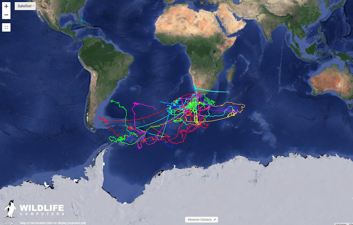 whale satellite tracking south africa