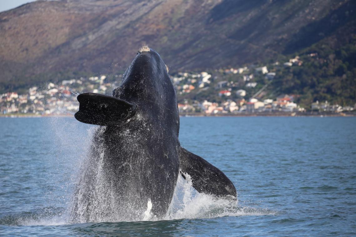whale breach satellite tracking research study south africa