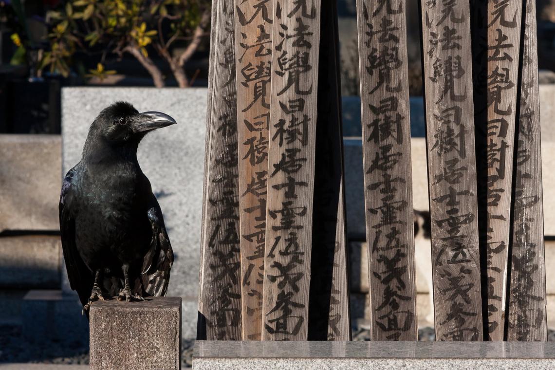 wildlife photography in the city in Japan