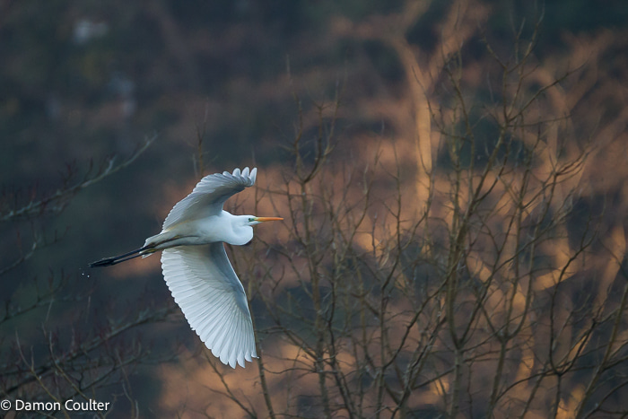 A Great Egret (Ardea alba) flying in my local park. This photo was taken while walking my dog one winter morning and was the image that made me want to do more wildlife photography. great egret japan flying bird