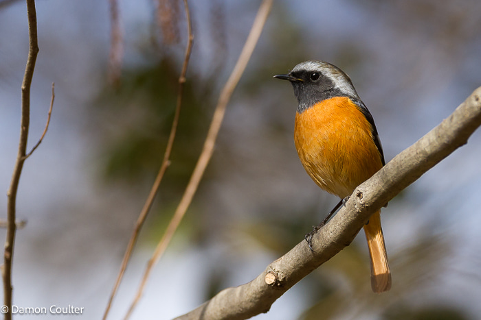 A male Daurian redstart bird (Phoenicurus auroreus). This colourful bird came to rest right in front of where I was waiting while trying to escape the attention of other photographers. male Daurian redstart bird (Phoenicurus auroreus) bird