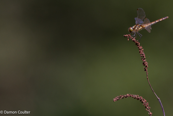 An Autumn Darter dragonfly (Sympetrum frequens). This was taken with my 300mm lens, which does not focus that close, so I had to show the insect graphically by using a very shallow depth of field and framing it against a different background colour. An Autumn Darter dragonfly (Sympetrum frequens)