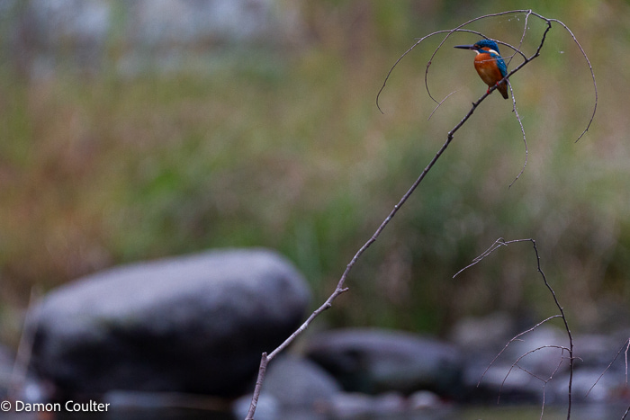 A common kingfisher (Alcedo atthis). This was taken on a camping trip where my 300mm lens was never going to let me get close enough to “fill the frame” with this colourful bird so I framed it on the interesting twig I had noticed it fishing from a few times. A common kingfisher (Alcedo atthis)