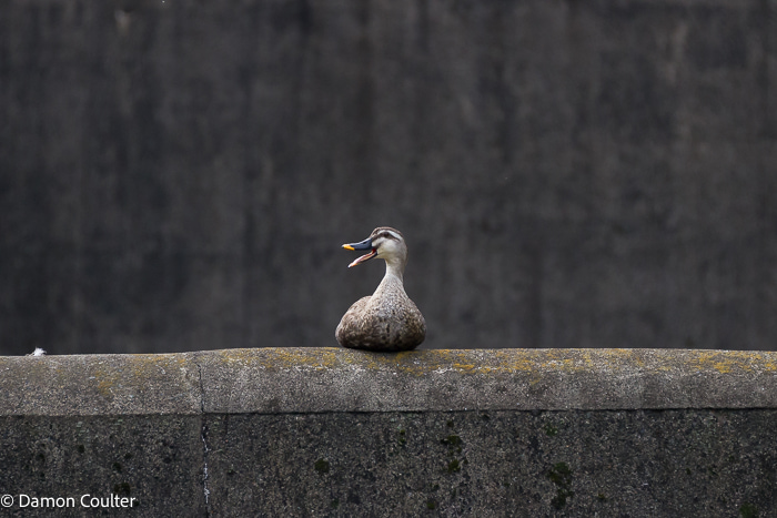 An Eastern spot-billed duck (Anas zonorhyncha) sitting on a concrete weir wall. The duck just looked so happy despite the ugly, grey concrete environment it was in. Eastern spot-billed duck (Anas zonorhyncha)