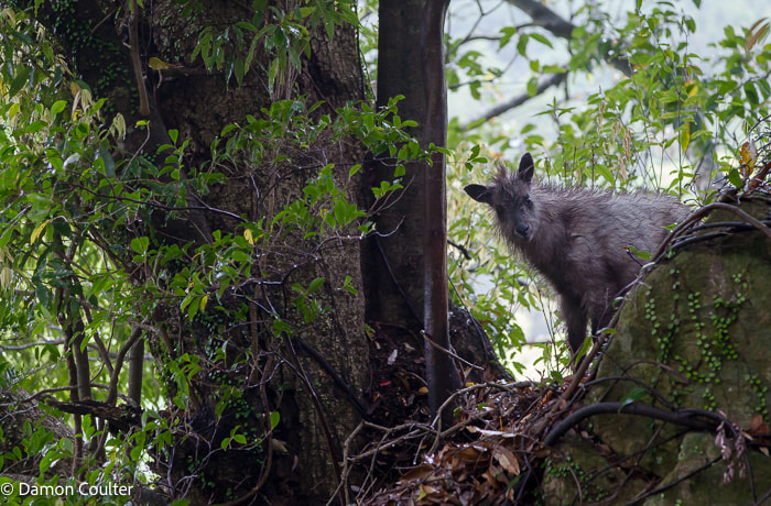 A young Japanese Serow (Capricornis crispus) took during a hiking trip near my house in the mountains. A fleeting and unexpected encounter. A young Japanese Serow (Capricornis crispus)