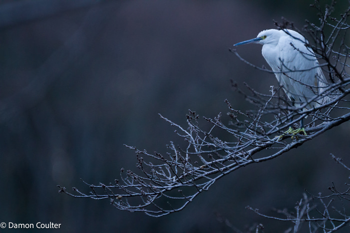 A Little Egret (Egretta Garzetta) perched in a tree at dusk. It was nearly dark when I took this on a grey, overcast day. I used a 1600 iso (the max my old DSLR can realistically do) and tried to hold the heavy lens steady which was not easy looking up into a tree. Little Egret (Egretta Garzetta)