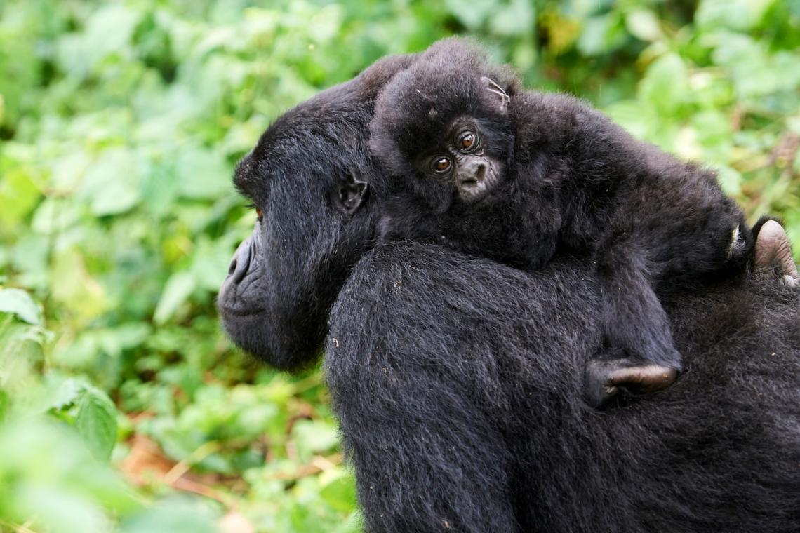 WWF Living Planet Report 2024