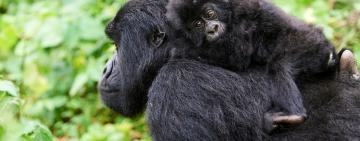Living Planet Index 2024: Addressing the Global Biodiversity Crisis