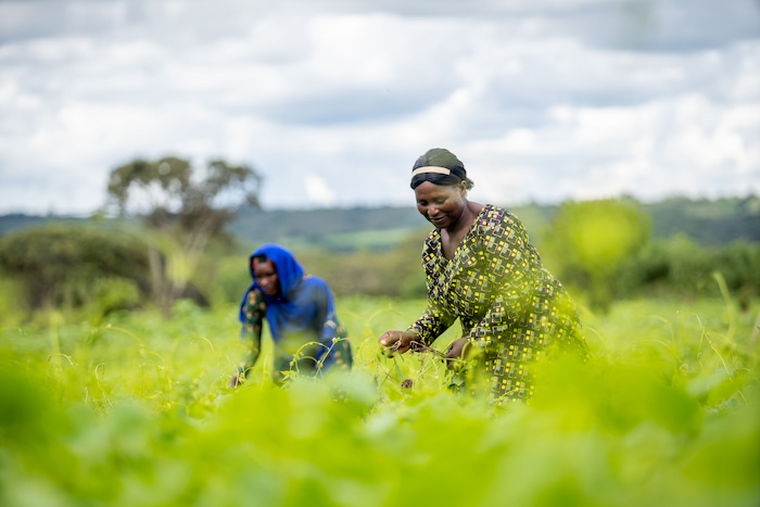 Agatha Mkayula and Rhoida Chonya (blue scarf) in field managed by her Village Savings and Loan Association, supported by CARE-WWF Alliance in Tanzania. © Wideangle Media / WWF Switzerland African farmers in the field WWF living planet report 2024