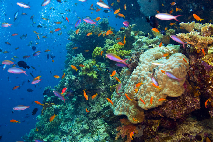 Fish and coral in the Great Barrier Reef, Australia. © Shutterstock / Debra James / WWF great barrier reef WWF living planet report 2024