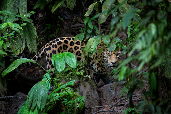 Jaguar (Panthera onca) looking through forest leaves, Yasuni National Park, Ecuador. Amazon Rainforest © Karine Aigner / naturepl.com / WWF Jaguar in Amazon WWF Living planet report 2024