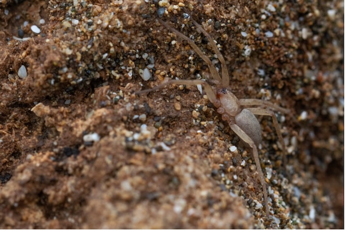 The Pterotricha strandi can grow back lost legs. In some cases, the spider will itself consume injured appendages for new ones to grow back | Photograph by Madhumay Mallik Ground dewlling spider _ Pterotricha strandii