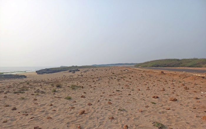 The microhabitat of the Pterotricha strandi in Sonam Bandharo, Velan, Gujarat are the naturally occurring volcanic rocks/stones that are scattered in the sandy landscape | Photograph by Dhruv Prajapati spider Pterotricha strandi habitat under threat