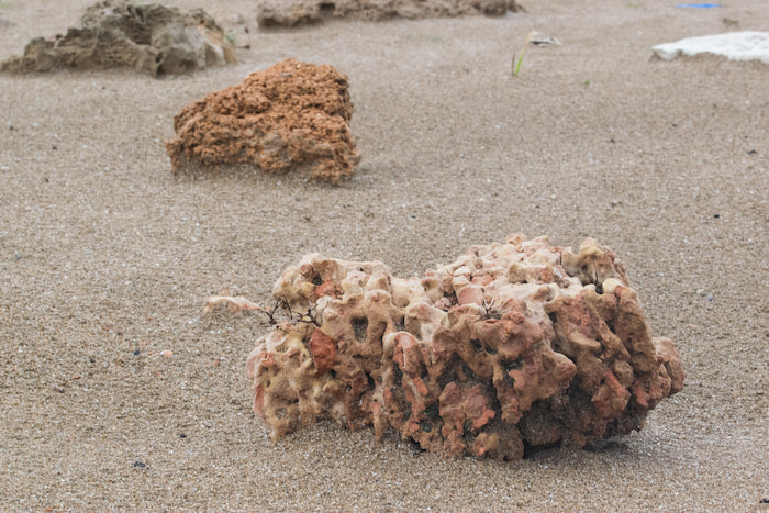 The small volcanic rocks form the recluse of the Pterotricha strandi. Each rock supports just a single individual of the species | Photograph by Madhumay Mallik Volcanic rocks the Ground Dwelling spider habitat